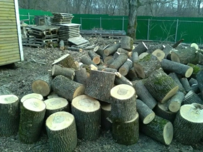 Дрова кленовые